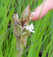 Image of Black-headed Dwarf Chameleon