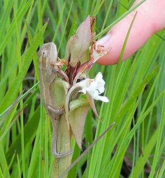 Image of Black-headed Dwarf Chameleon