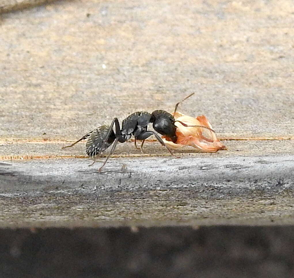 Image of Camponotus amphidus Santschi 1926