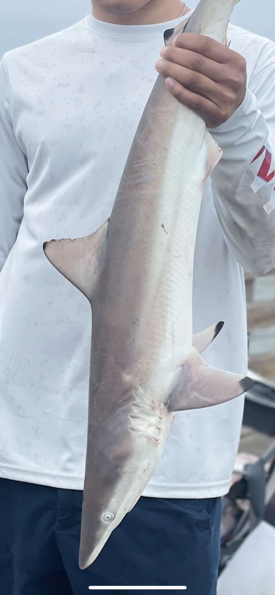 Image of Spinner Shark