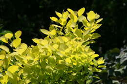 Image of European smoketree