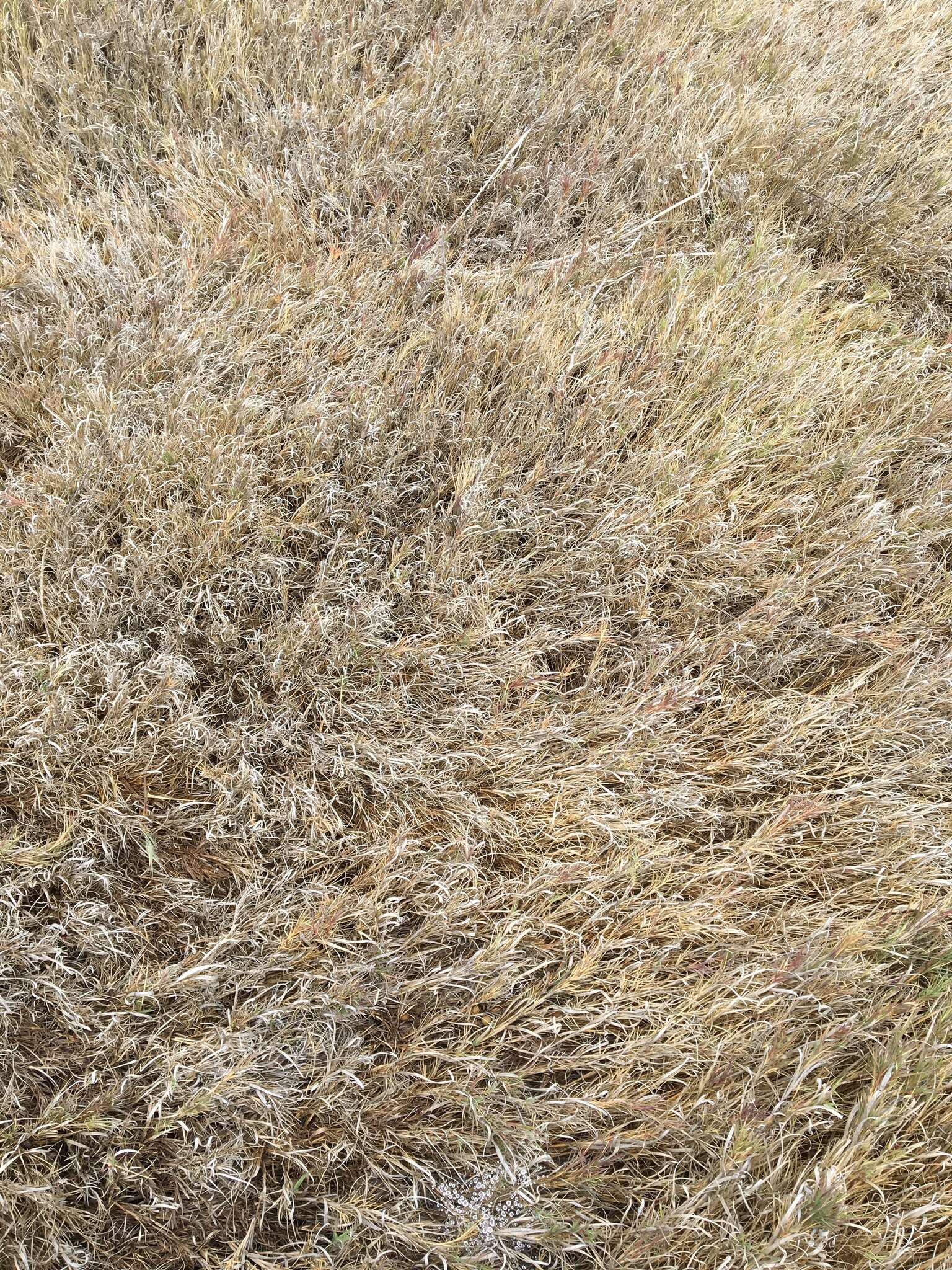 Image of Shore Grass