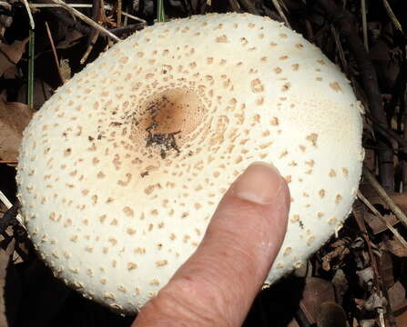 Image of Macrolepiota zeyheri Heinem. 1962