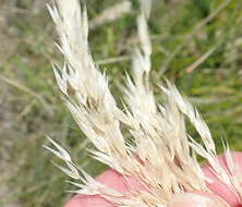 Image of Pentameris barbata subsp. orientalis (H. P. Linder) Galley & H. P. Linder