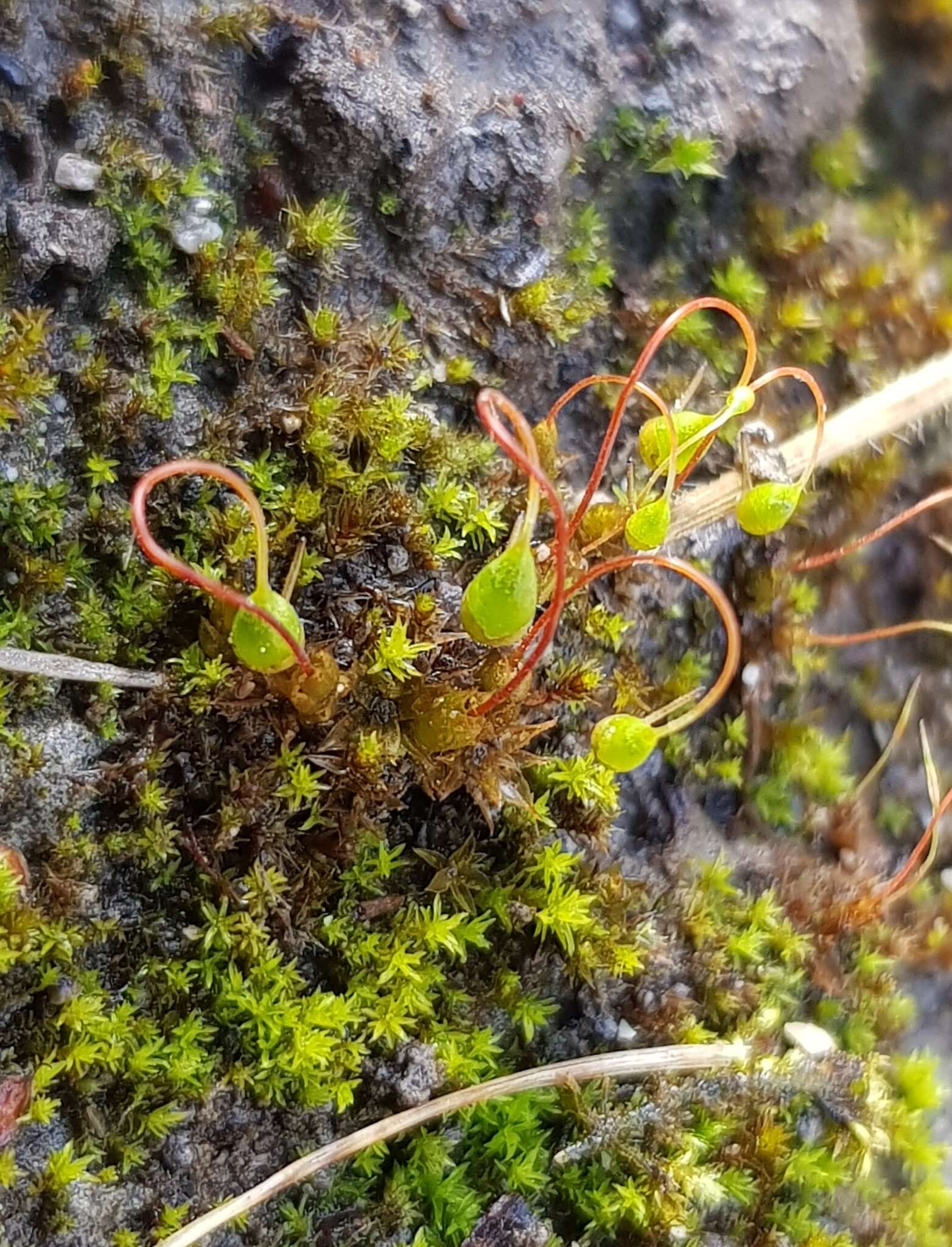 Plancia ëd Streblotrichum convolutum (Hedw.) P. Beauv.