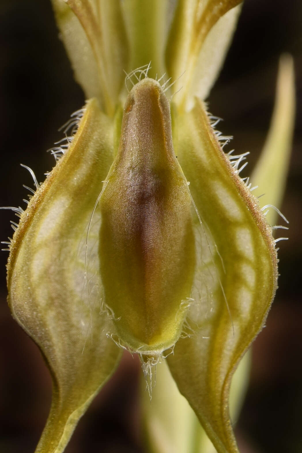 Image of Long-tailed rustyhood