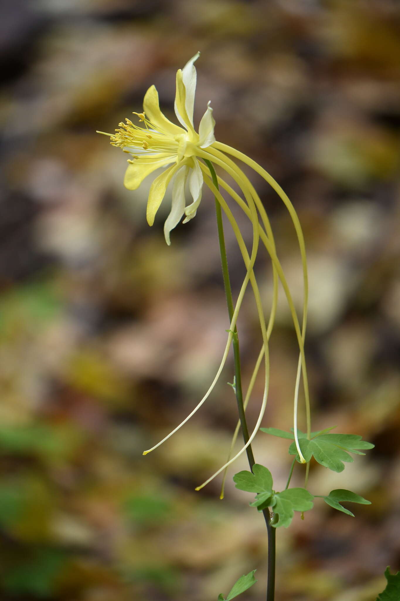 Image of longspur columbine