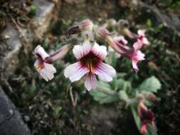 Image of Chinese Foxglove