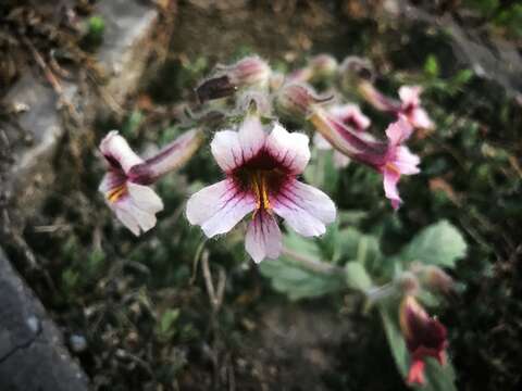 Image of Chinese Foxglove