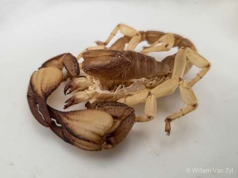 Image of Burrowing Scorpion