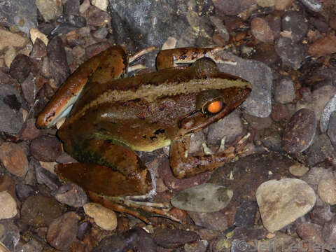 Image of Blyth's River Frog