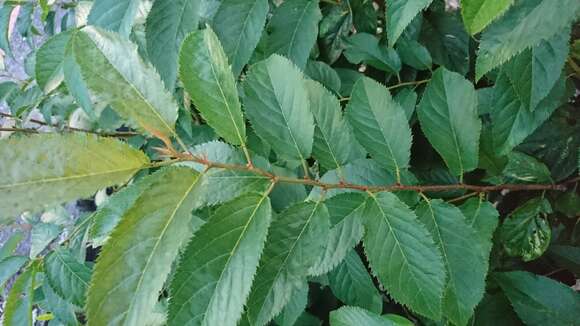 Imagem de Prunus campanulata Maxim.