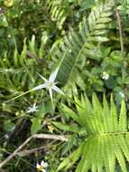 Image of Florida Whitetop