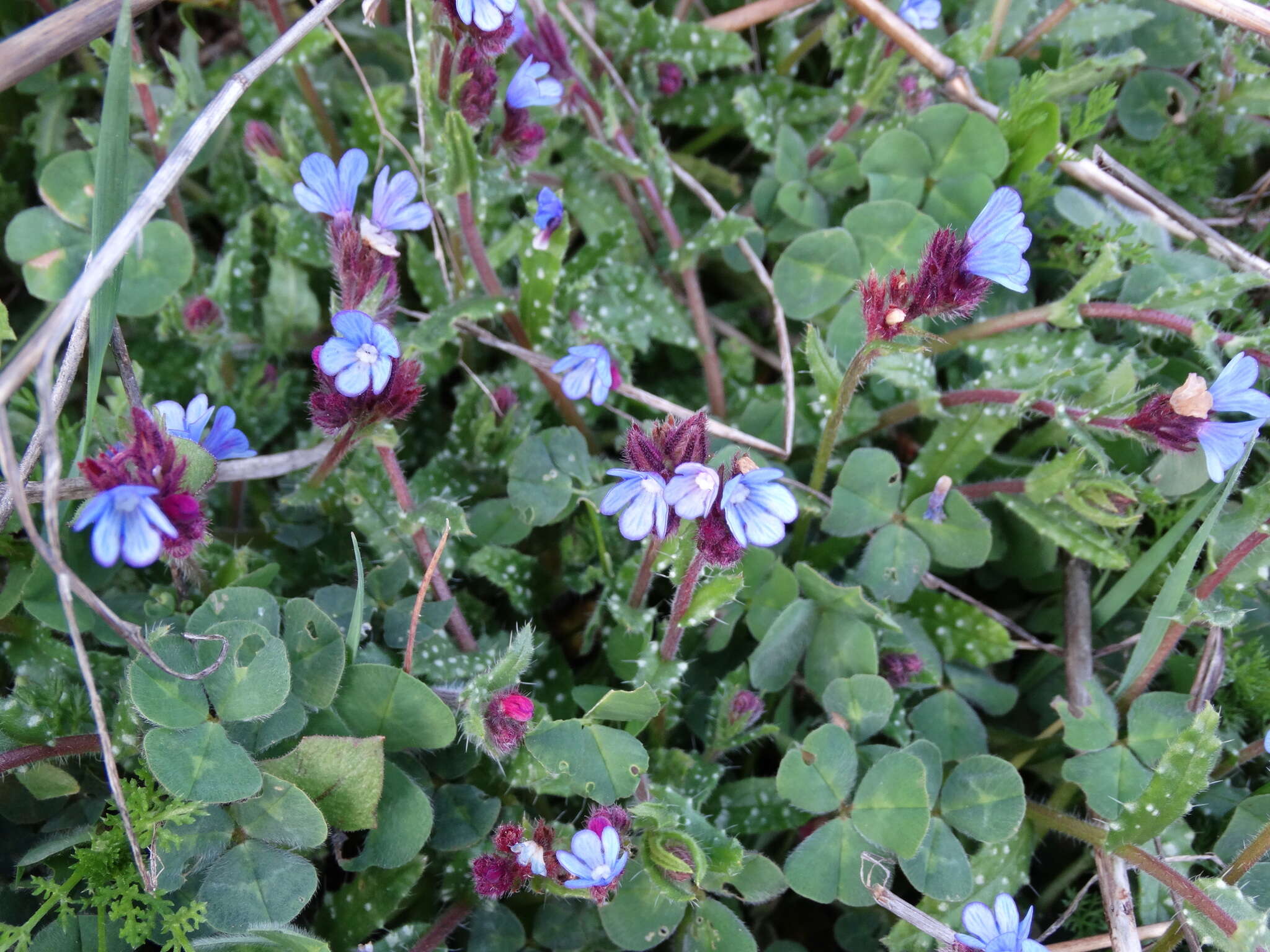 صورة Anchusella cretica (Mill.) M. Bigazzi, E. Nardi & F. Selvi