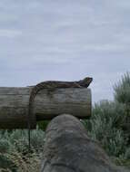 Image of Bearded Dragon