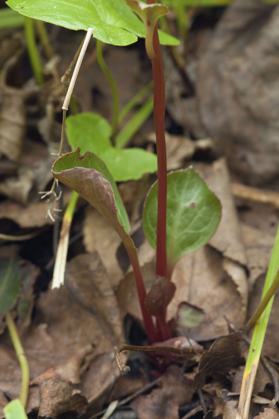 Image of Pyrola japonica Klenze ex Alef.