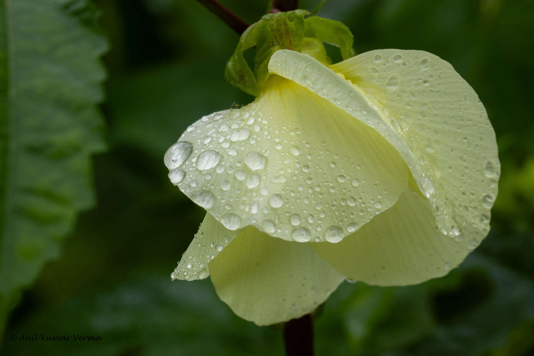 Image of manioc hibiscus