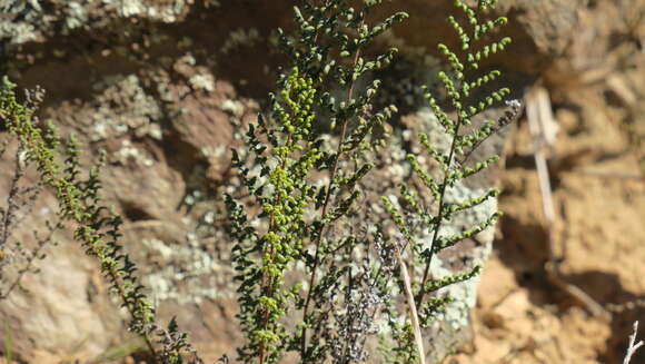 Image of Cheilanthes parviloba (Sw.) Sw.