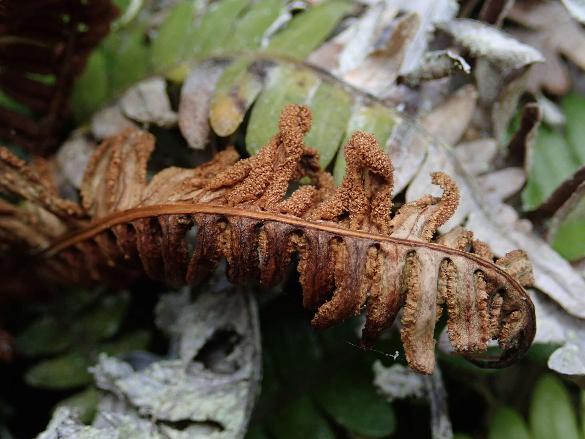 Austroblechnum durum (T. Moore) Gasper & V. A. O. Dittrich的圖片