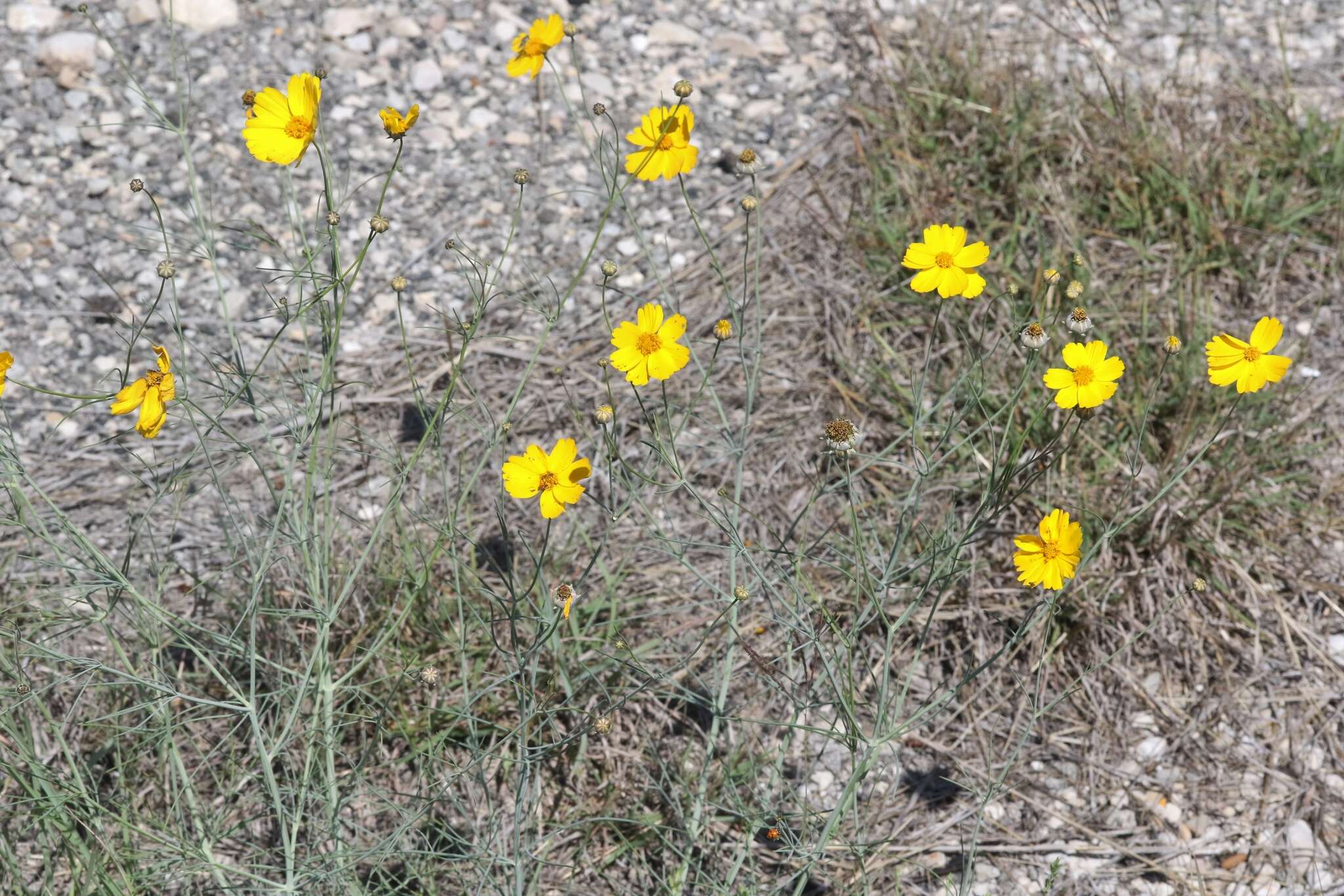 Image de Thelesperma simplicifolium (A. Gray) A. Gray