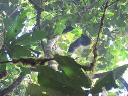 Image of Black-headed Spider Monkey