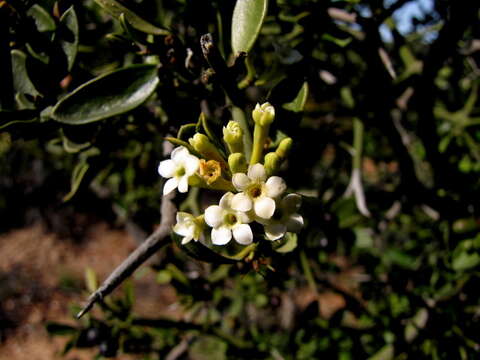 Image of Carissa haematocarpa (Eckl.) A. DC.