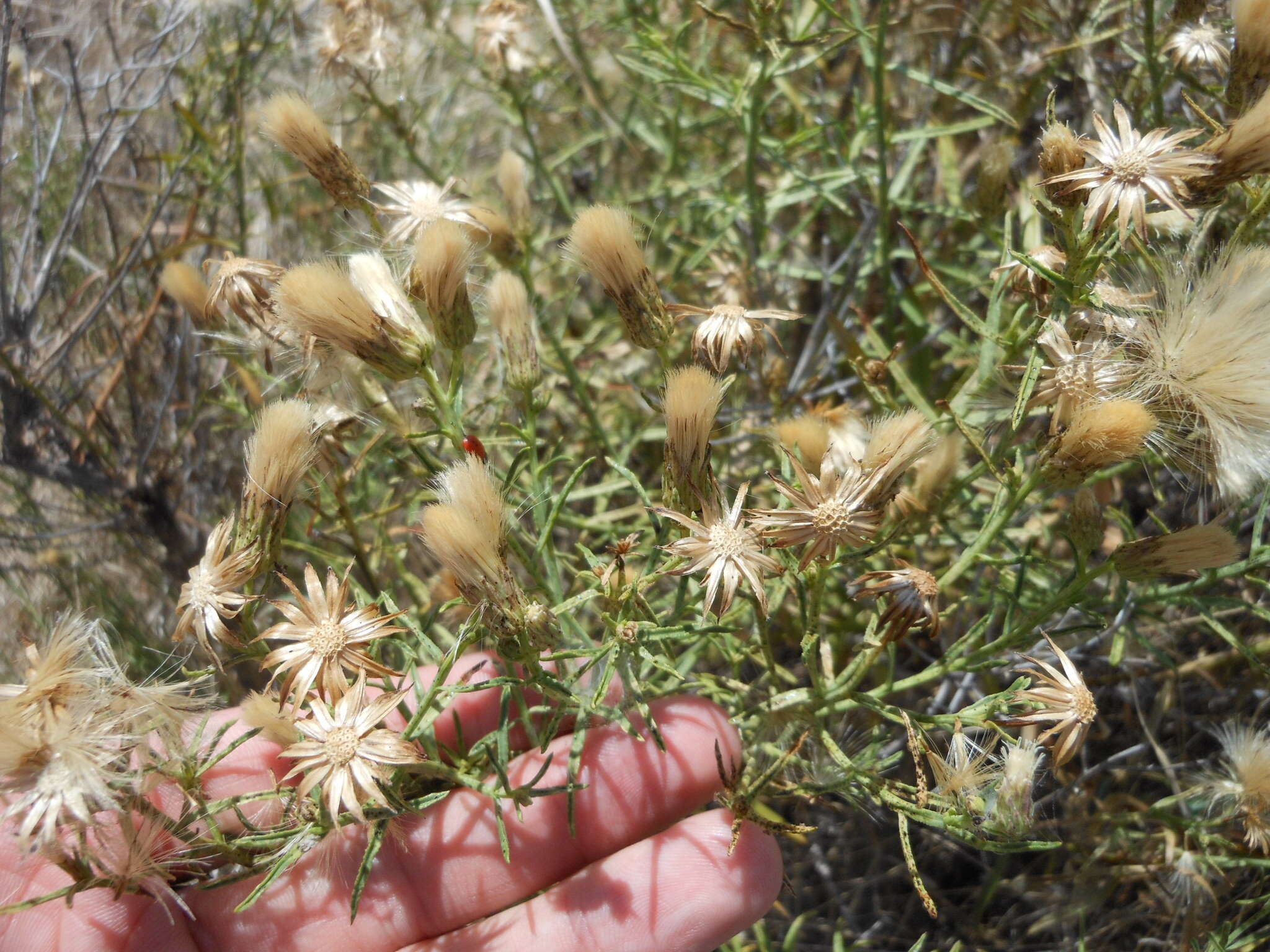 Image of prairie false willow