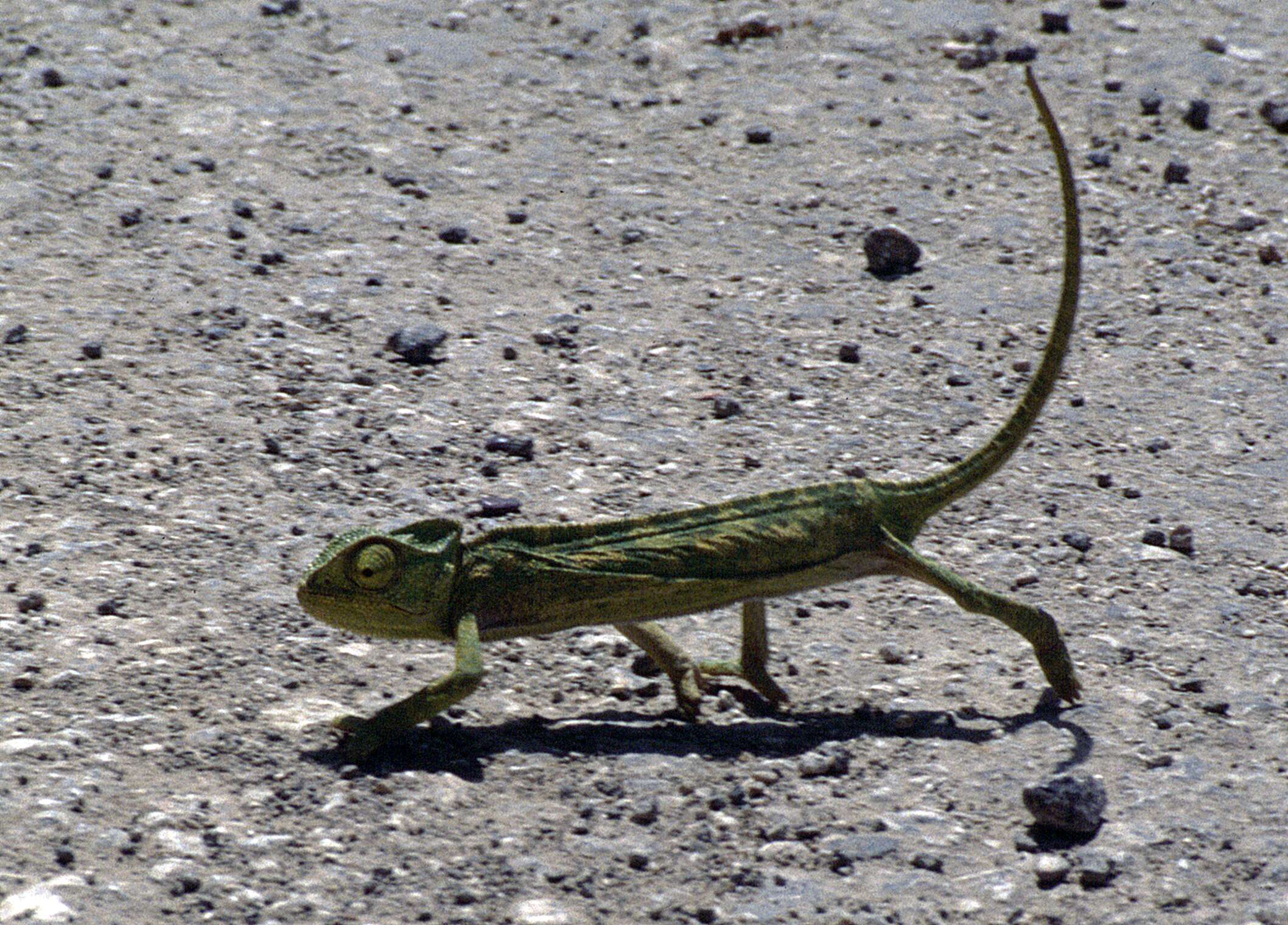 Image de Caméléon commun