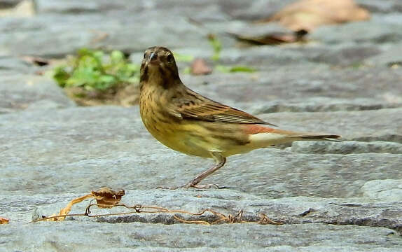 Image of Chestnut Bunting