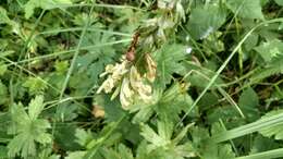 Image of Pedicularis kaufmannii Pinzger