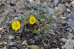 Image of Potentilla anachoretica Sojak