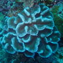 Image de Lobophyllia serrata Veron 2000