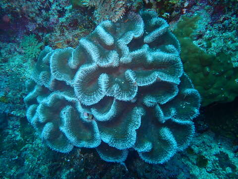 Lobophyllia serrata Veron 2000 resmi