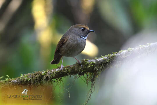 Image of White-gorgeted Flycatcher