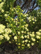 Acacia littorea Maslin的圖片