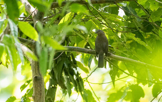 Image of Philippine Bulbul