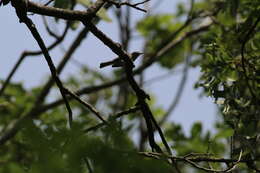 Image of Polioptila caerulea caerulea (Linnaeus 1766)