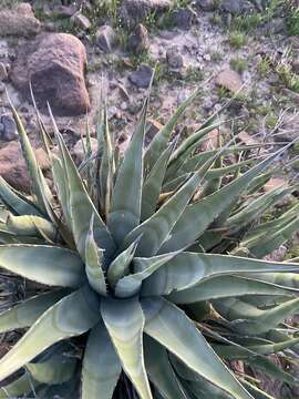 Agave cerulata Trel. resmi