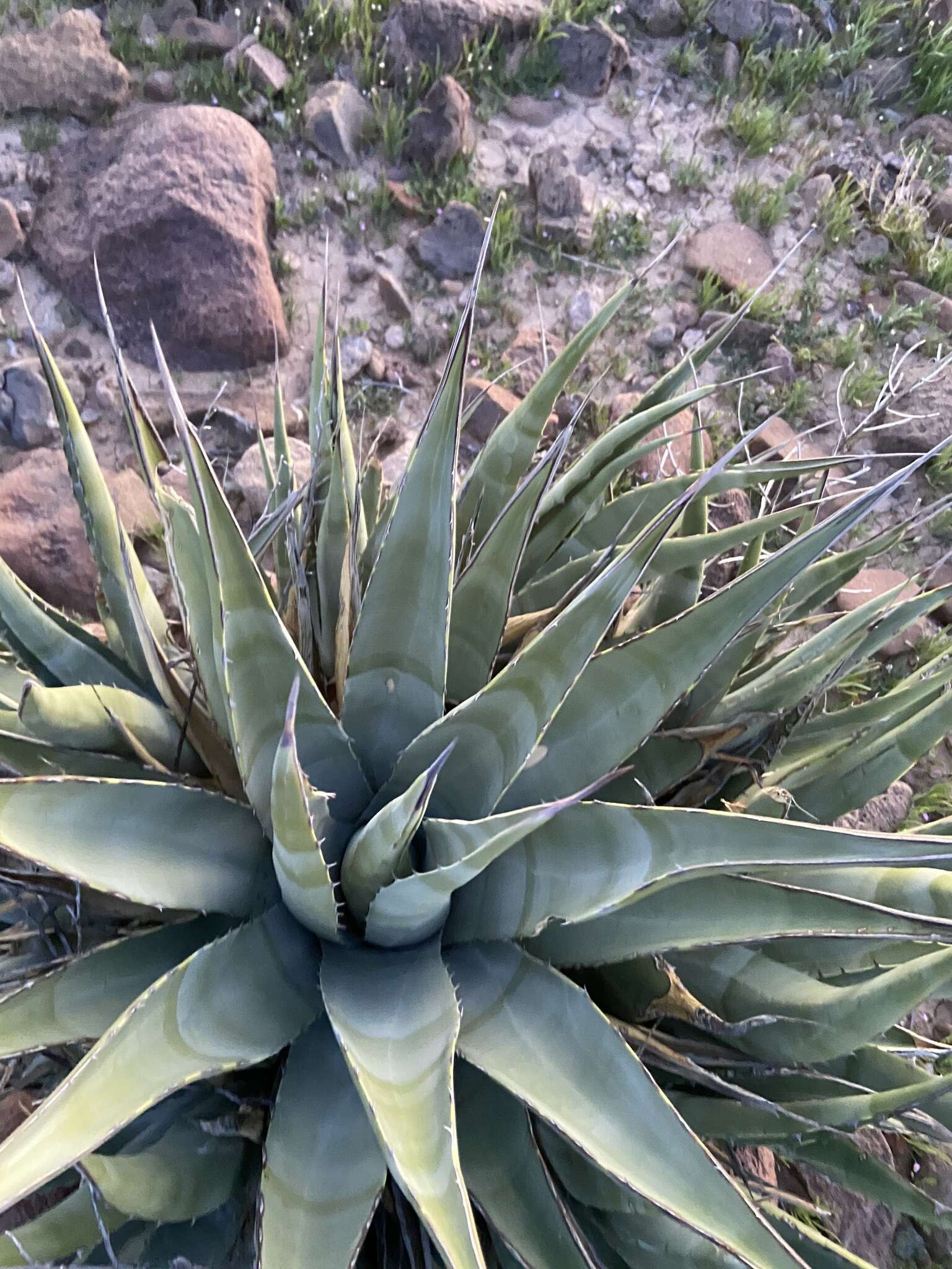 صورة Agave cerulata Trel.