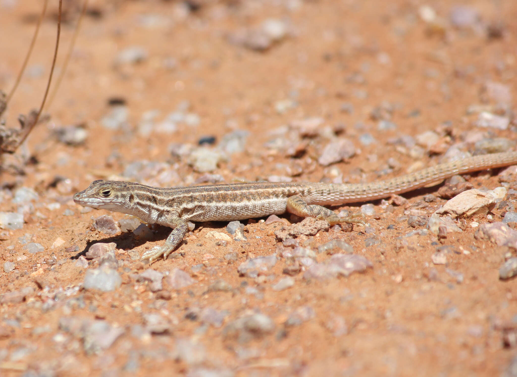 Image de Pedioplanis namaquensis (Duméril & Bibron 1839)