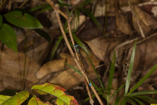 Image of Leptocnemis Selys 1886