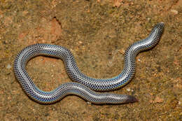 Image of Peters' Philippine Earth Snake