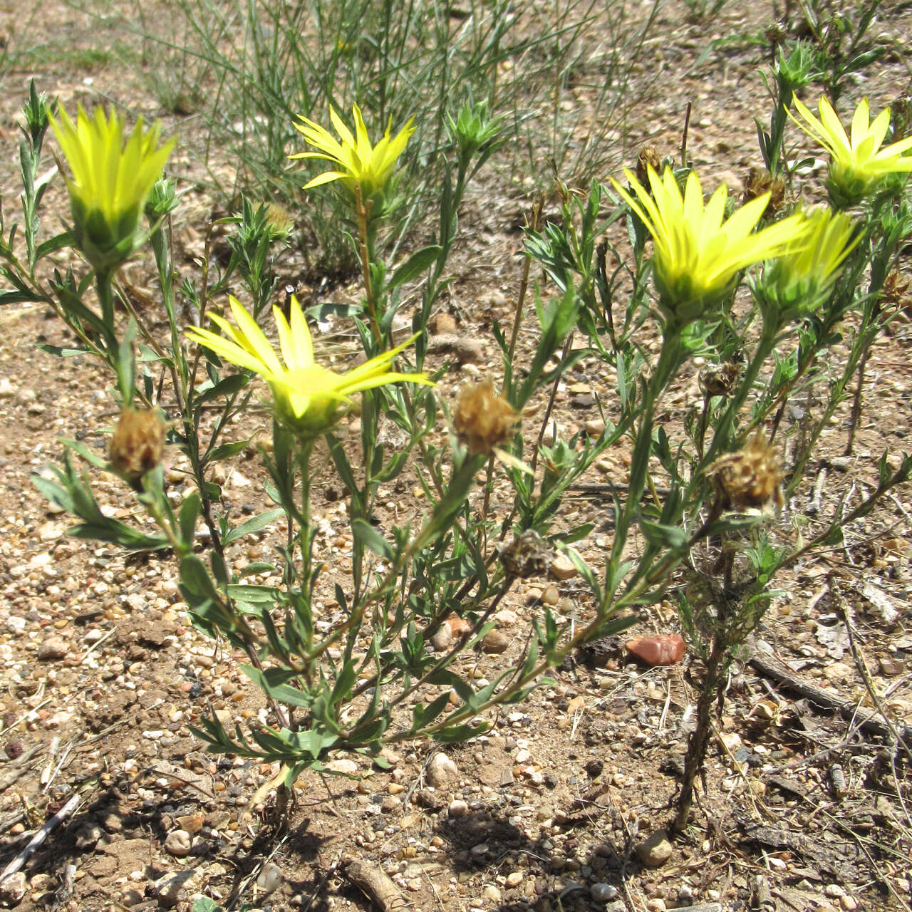 Image of Drummond's sleepydaisy