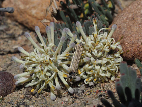 Plancia ëd Vexatorella obtusata subsp. obtusata