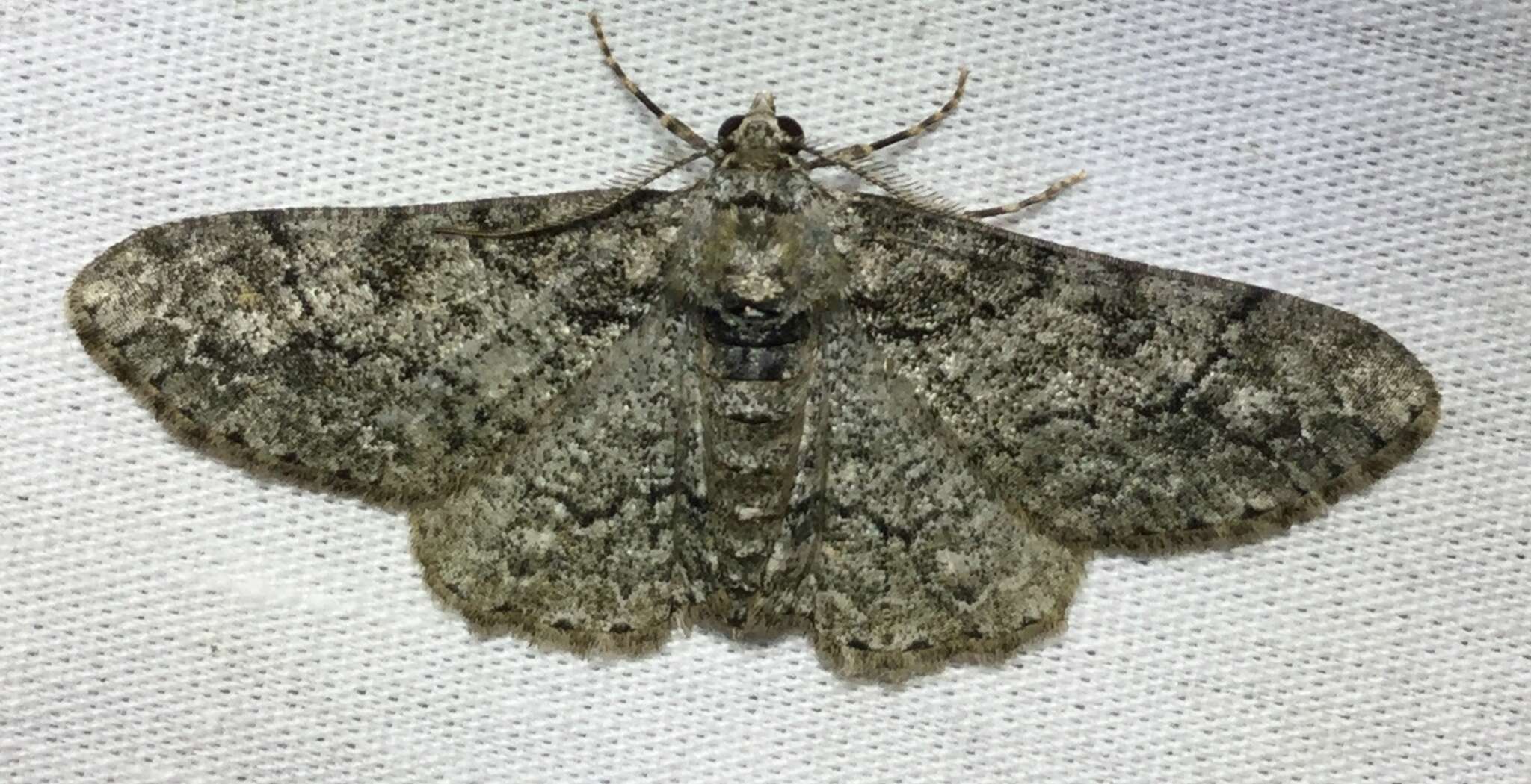 Image of Double-lined Gray Moth