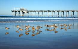 Image of Marbled Godwit