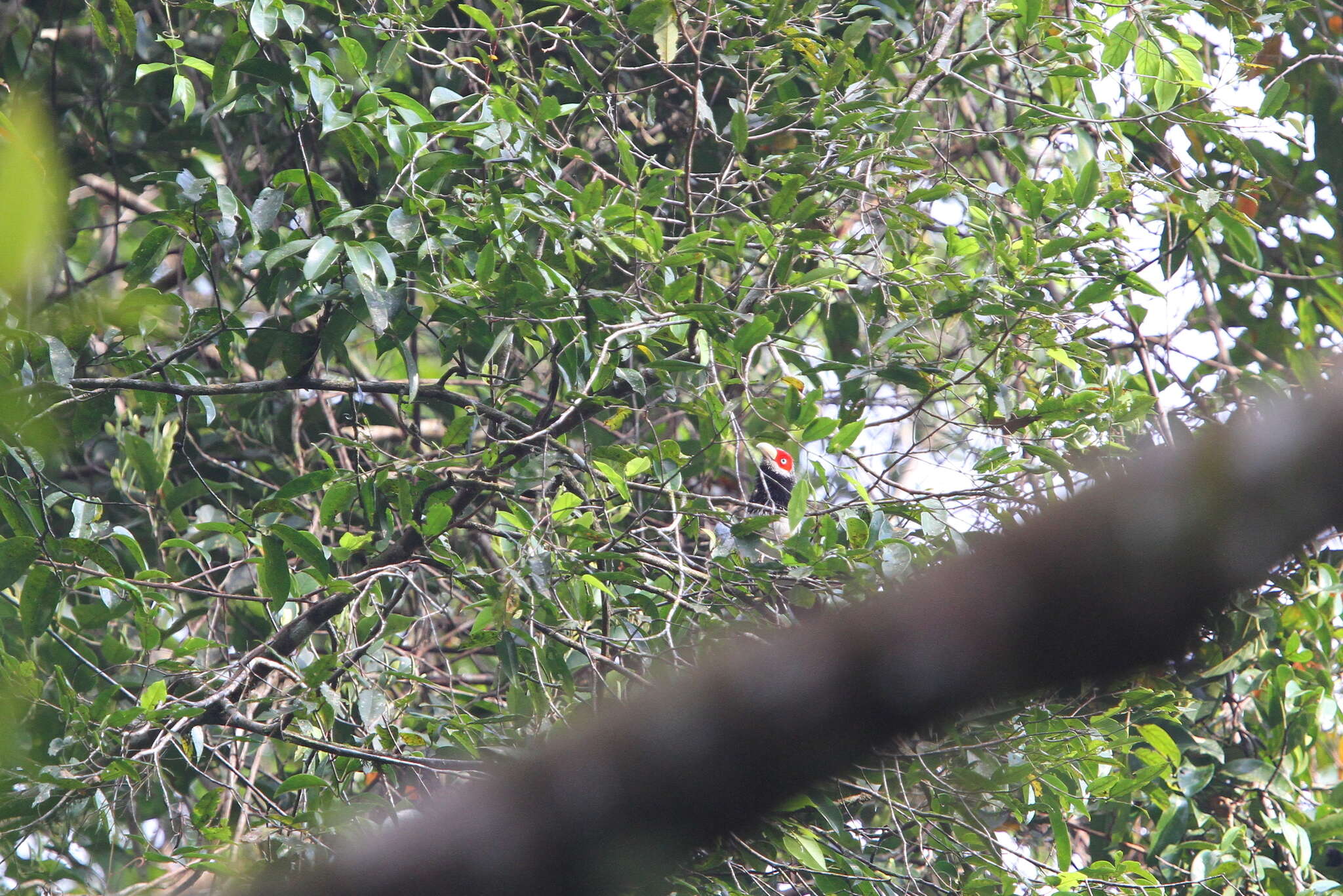 Image of Red-faced Malkoha