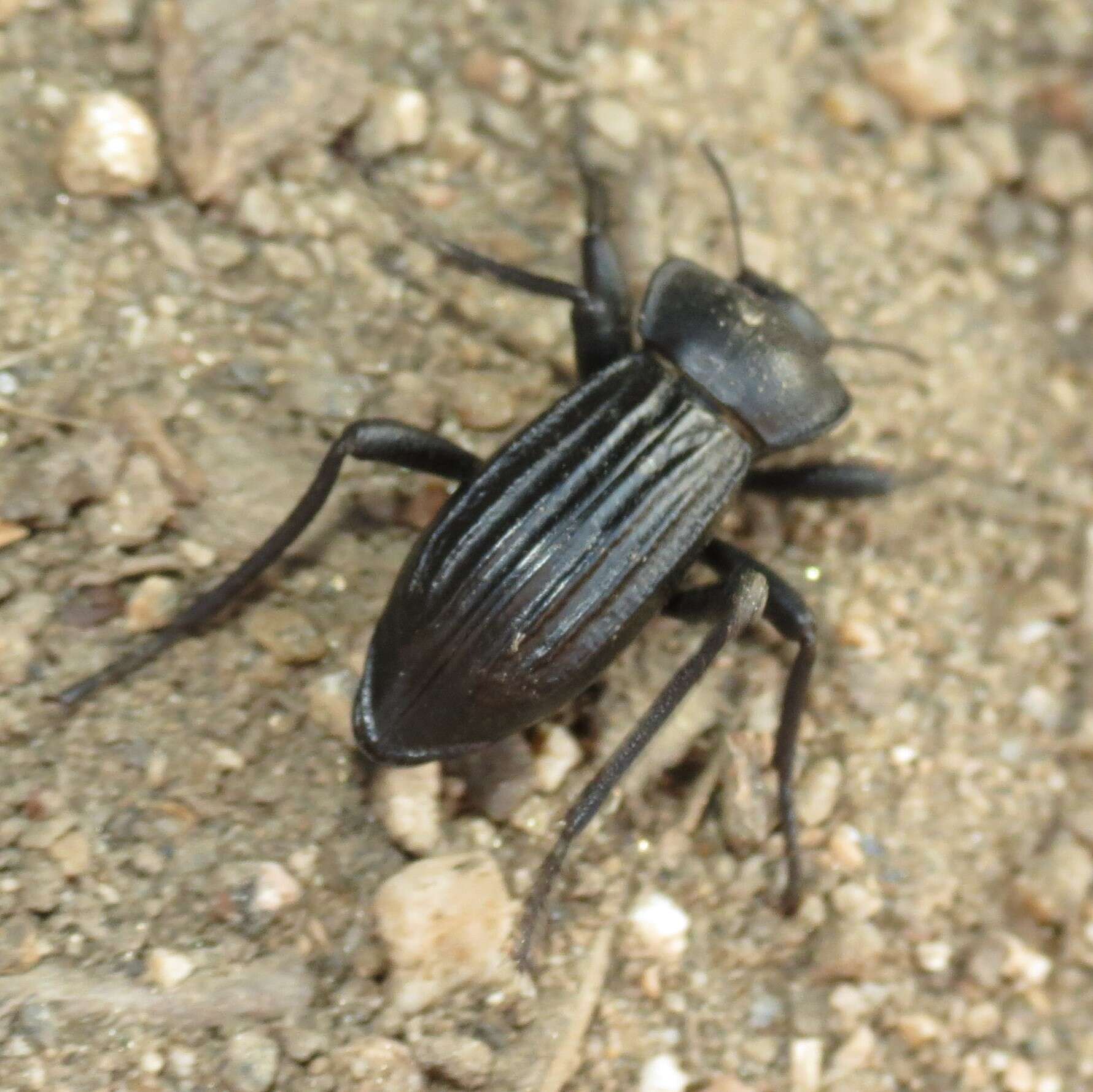 Image of Stenomorpha (Stenomorpha) lecontella (Blaisdell 1936)