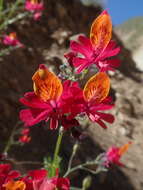 Imagem de Schizanthus grahamii Gill.