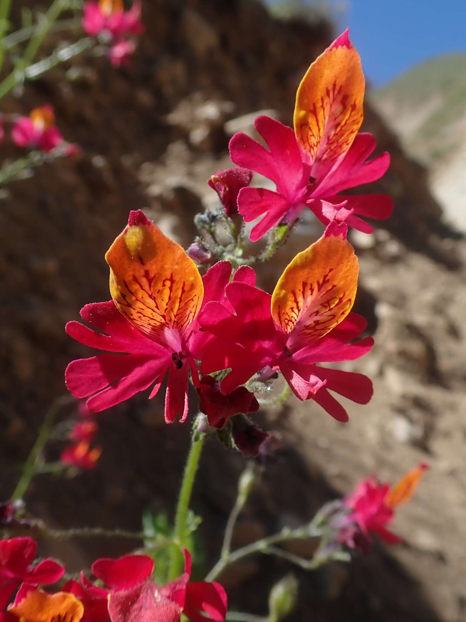 Imagem de Schizanthus grahamii Gill.